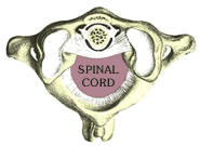 Vertebrae cross-section